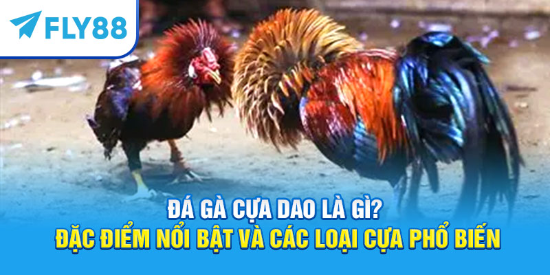 Đá gà cựa dao là gì?