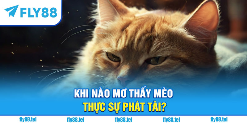 Khi nào mơ thấy mèo thực sự phát tài?