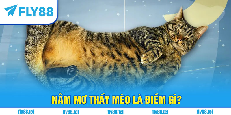 Nằm mơ thấy mèo là điềm gì?