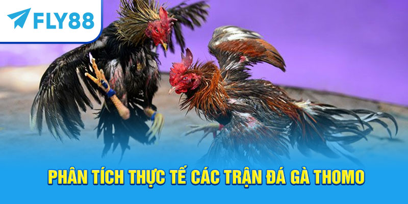 Fly88 – Trang cá cược đá gà Thomo trực tuyến uy tín