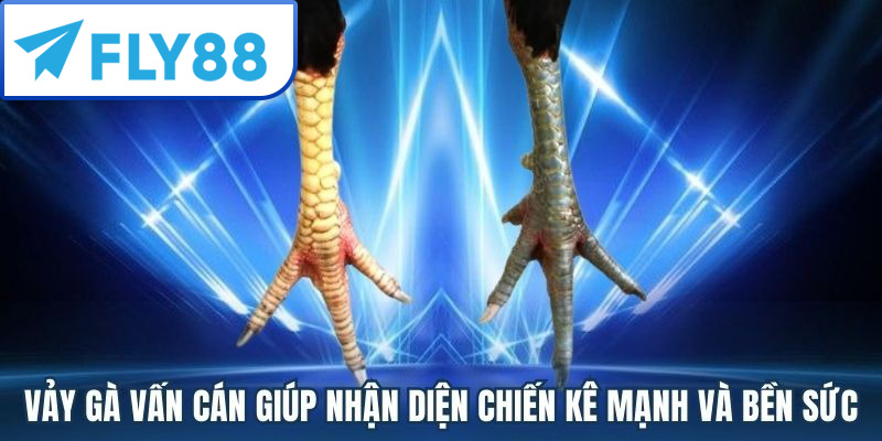 Cách Nhận Biết Vảy Gà Vấn Cán